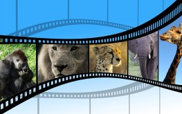movie-597004_960_720-263×165